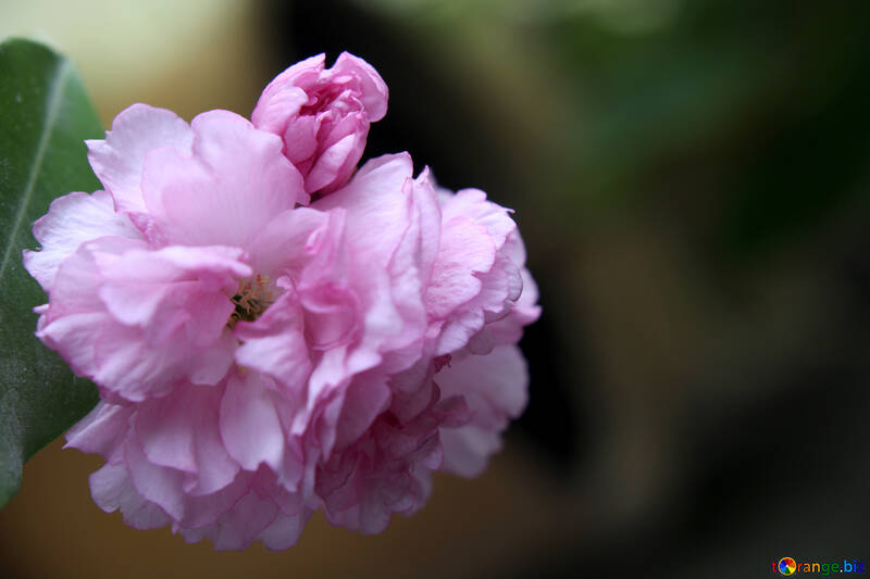 Sakura grande fleur №48593