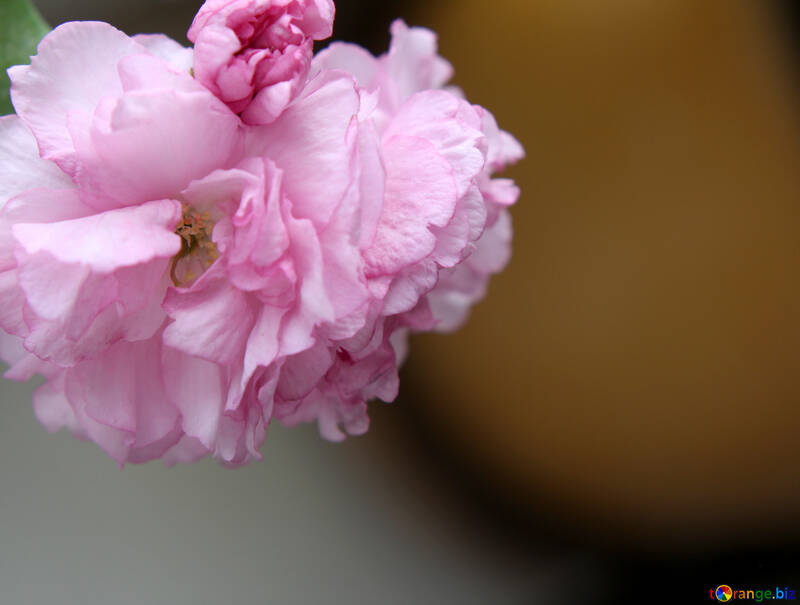Sakura flor grande №48594