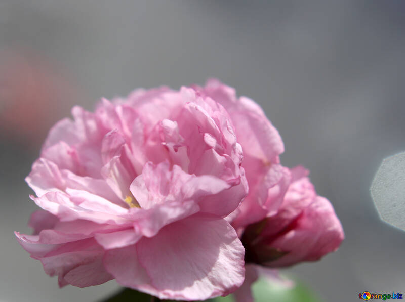 Sakura Blume №48597