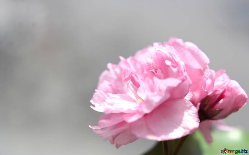 Flor de sakura №48598