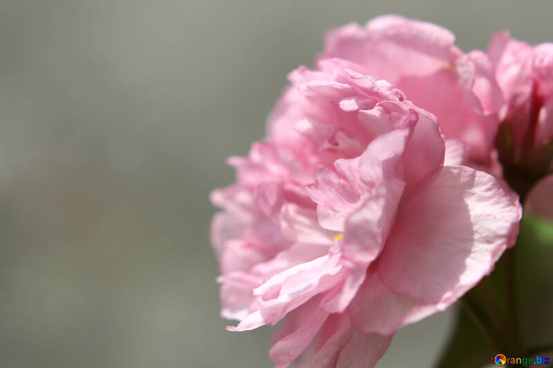 Sakura flower №48600