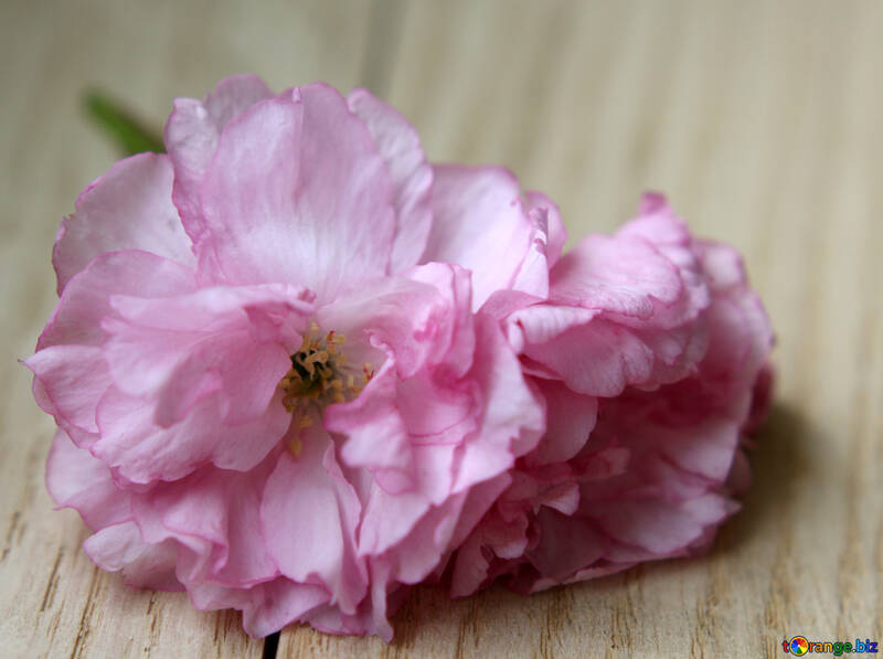 Sakura flor em um fundo de madeira №48604
