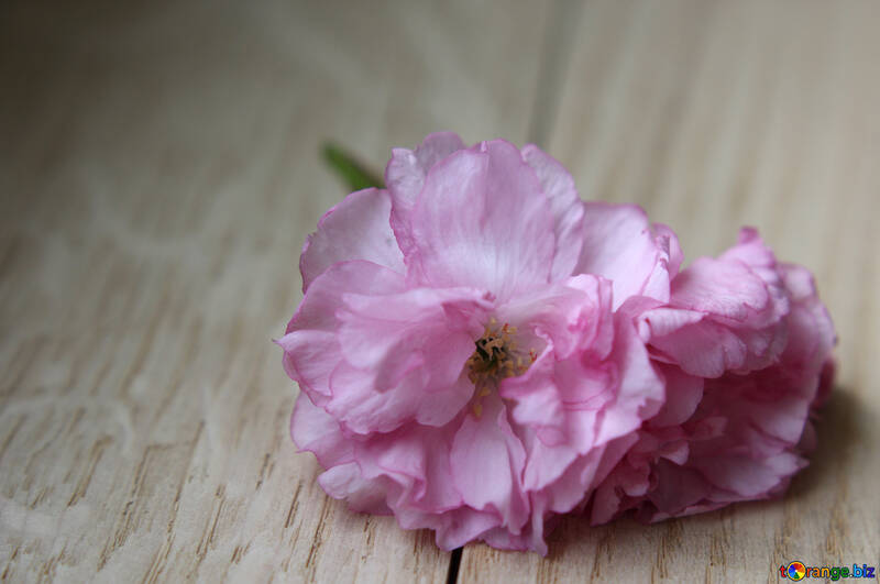 Sakura flor em um fundo de madeira №48605