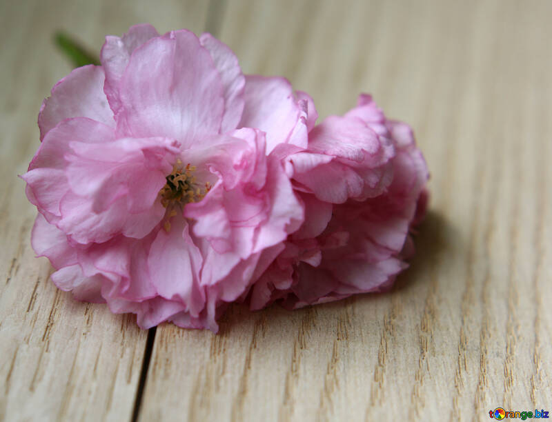 Sakura flower on a wooden background №48606