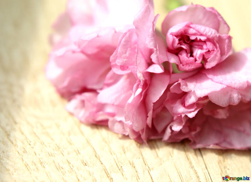 Flor de Sakura en un fondo de madera №48607