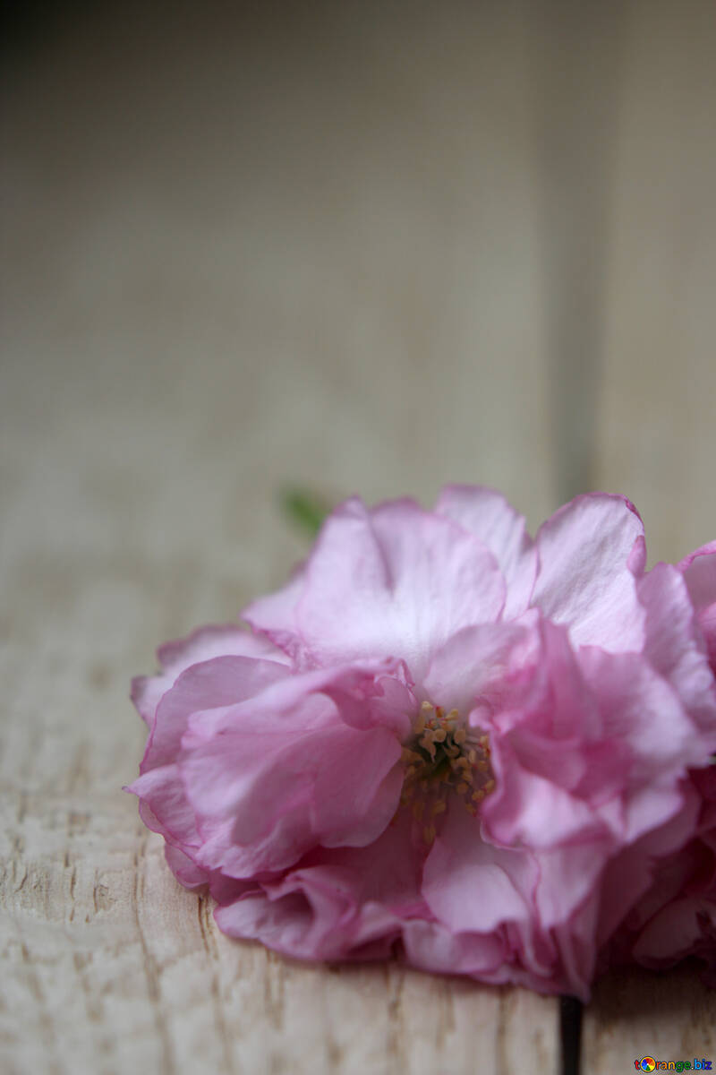 木材の背景に桜の花 №48614