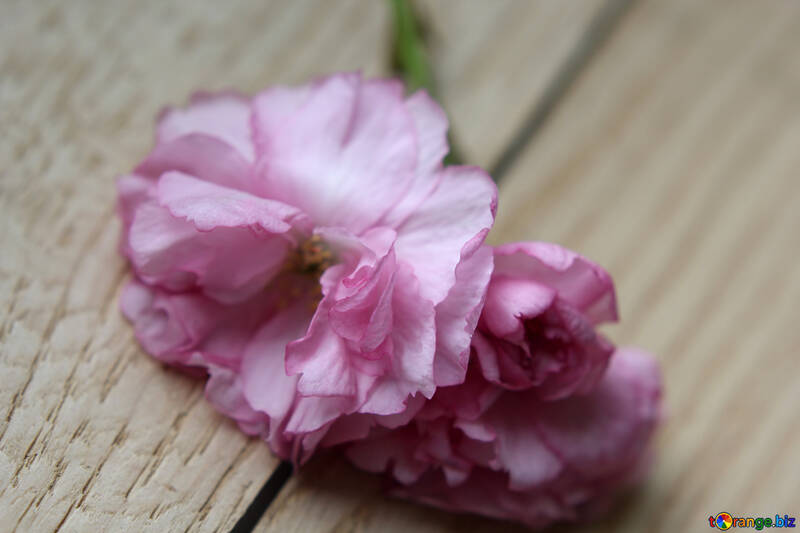 木材の背景に桜の花 №48615
