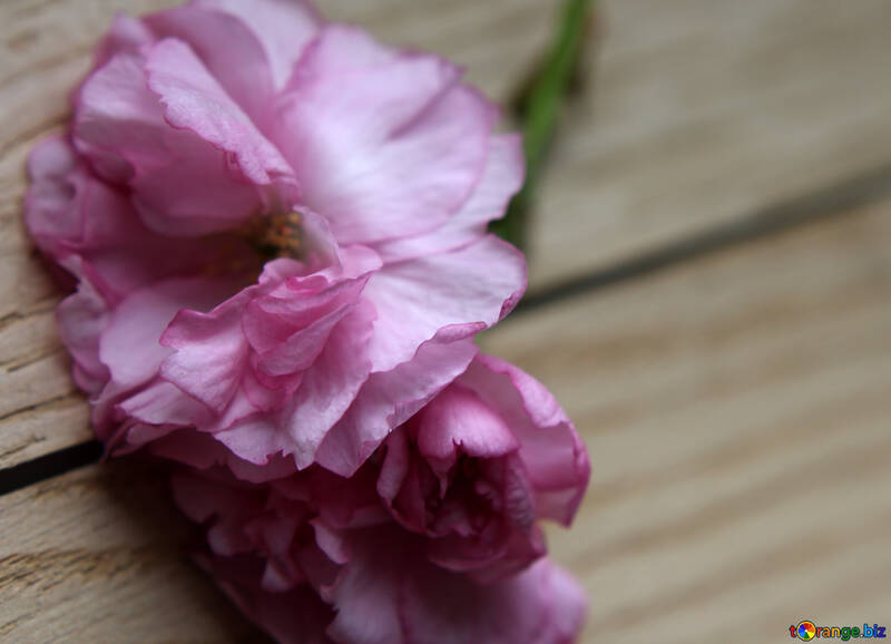木材の背景に桜の花 №48616