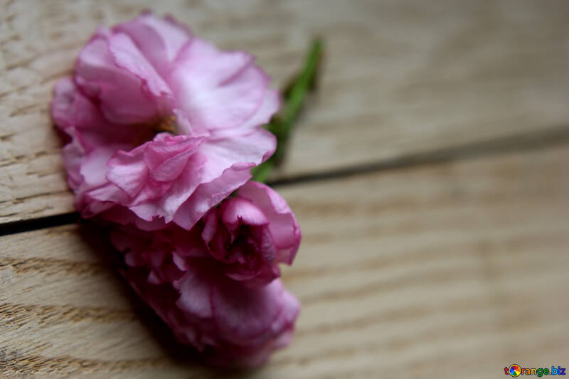 Flores de sakura em um fundo de madeira №48617