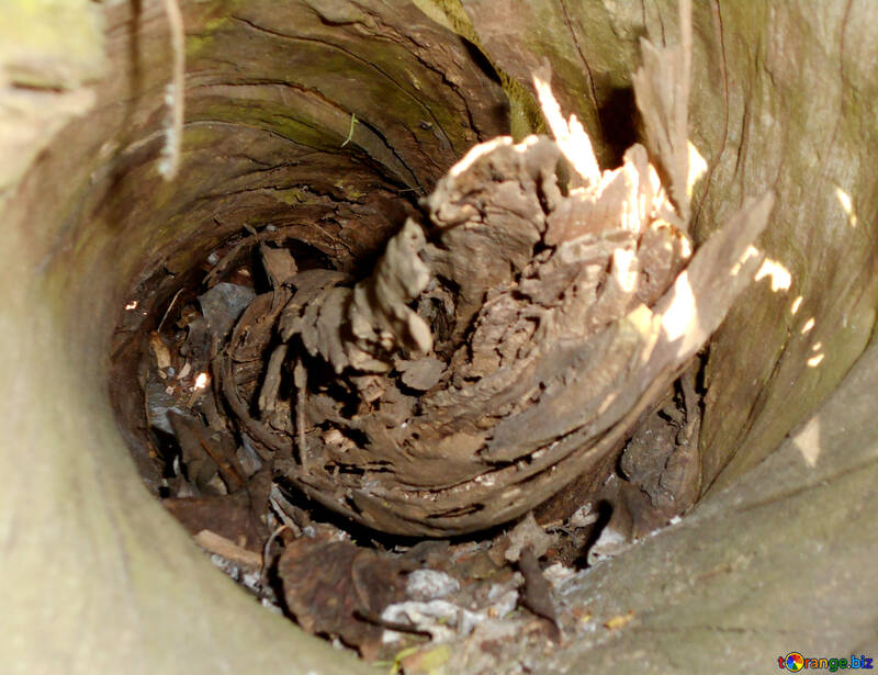 Inside of a fallen tree №48581
