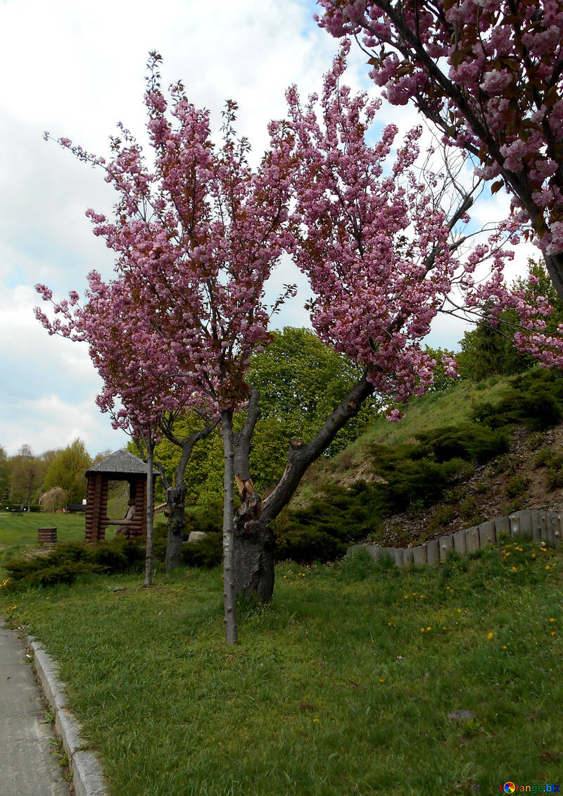 Gasse der blühenden Kirschbäume №48551
