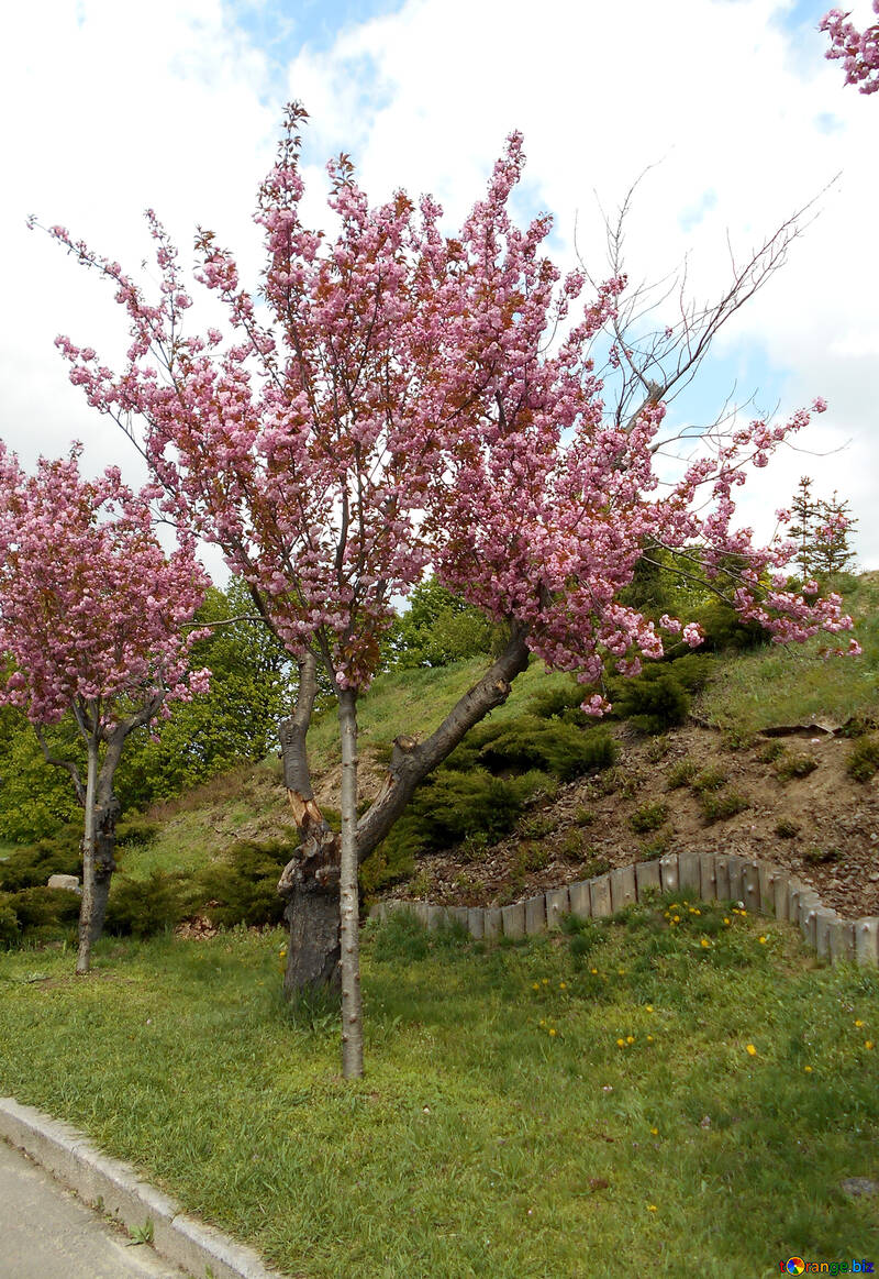 開花桜の木の路地 №48553