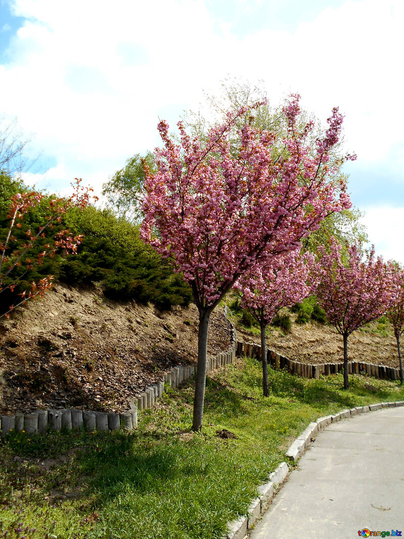 Gasse der blühenden Kirschbäume №48557