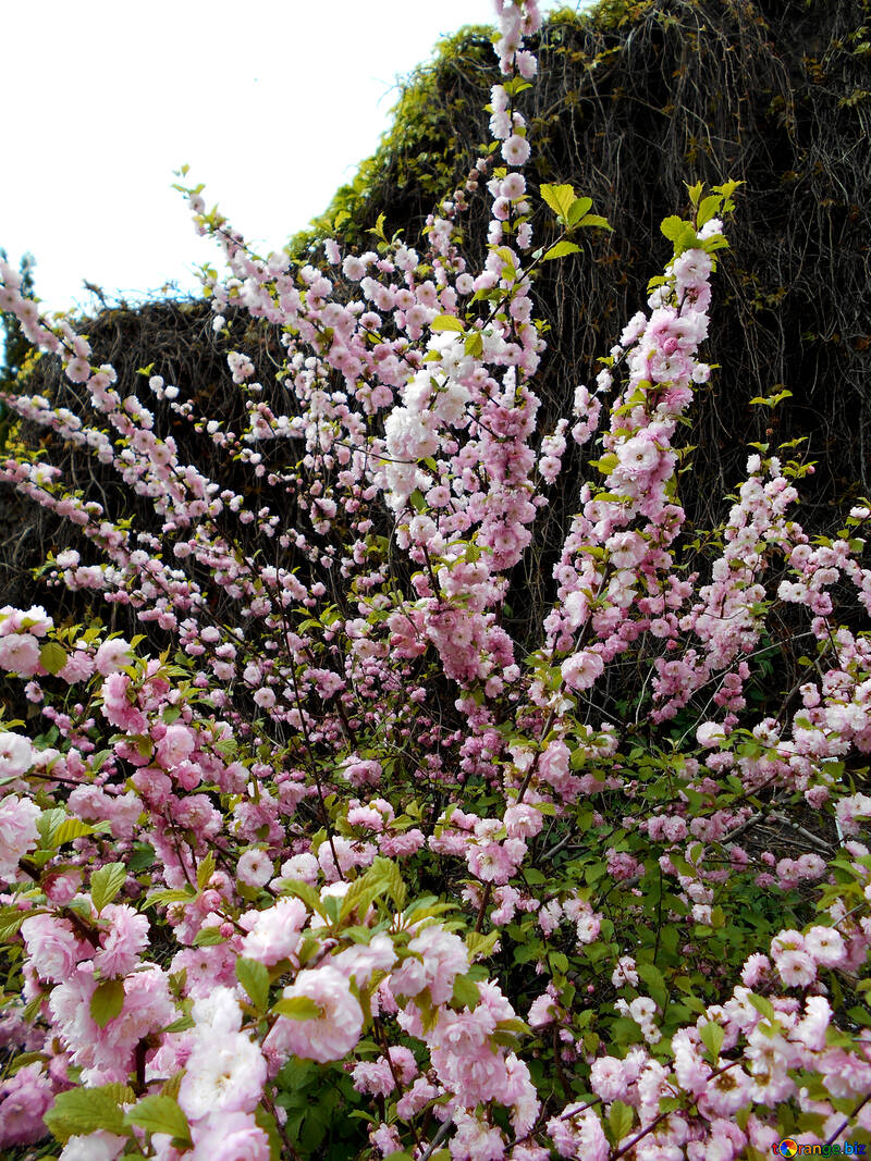 Blossoming Almond Tree №48568