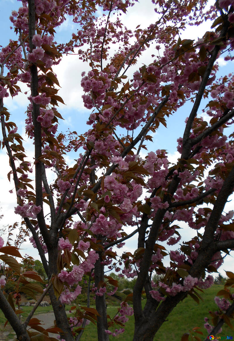 Las ramas de los cerezos en flor №48548