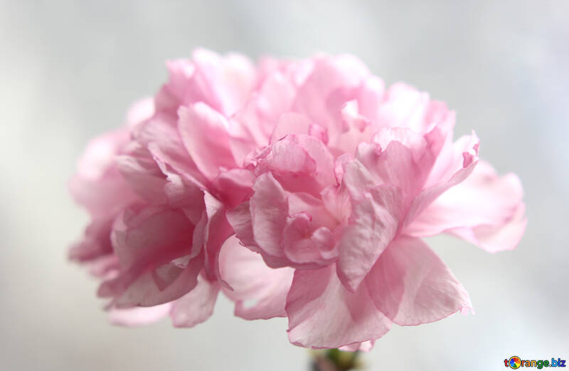 Fleurs Sakura №48584