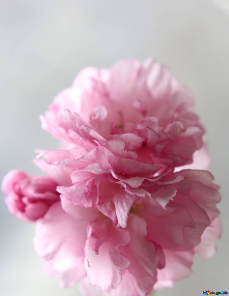 Flores de Sakura №48587