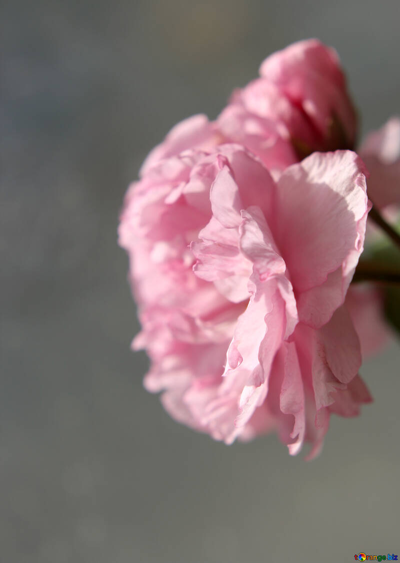 Sakura fleur №48595