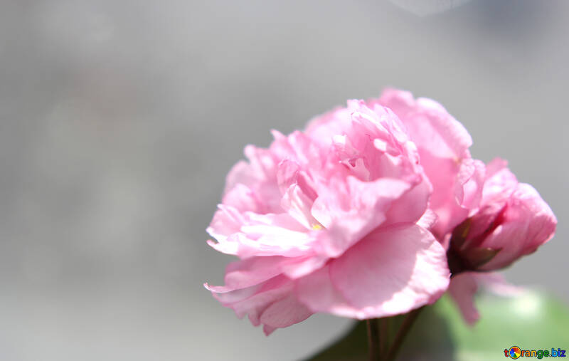 Sakura flower №48599