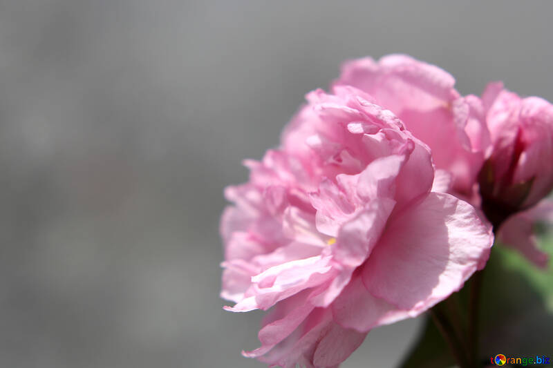 Sakura flower №48601