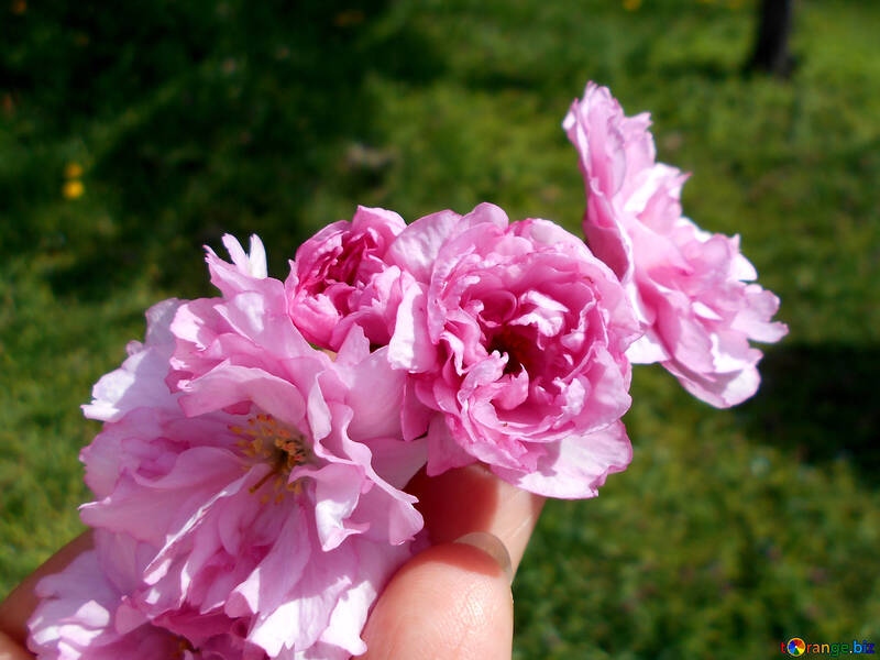 Sakura flower in hand №48555