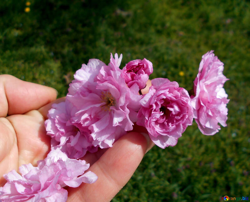 Квітка сакури в руці №48556