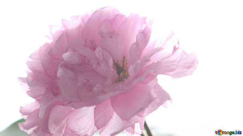 Sakura fiore isolato su sfondo bianco №48590