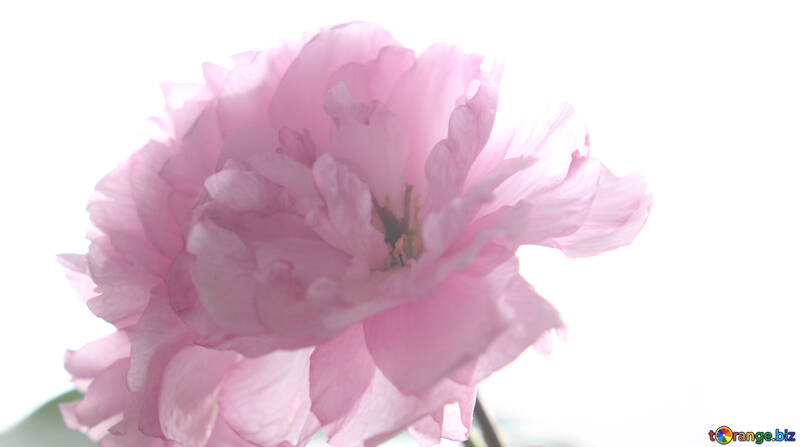 Sakura flower isolated on white background №48590