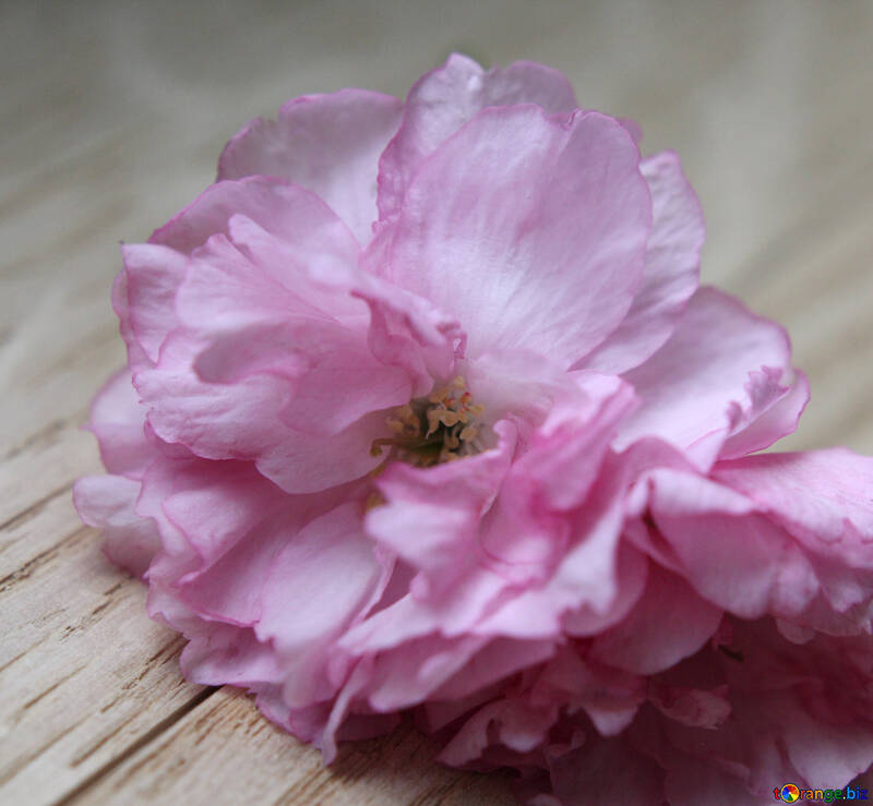 Flor de Sakura en un fondo de madera №48602