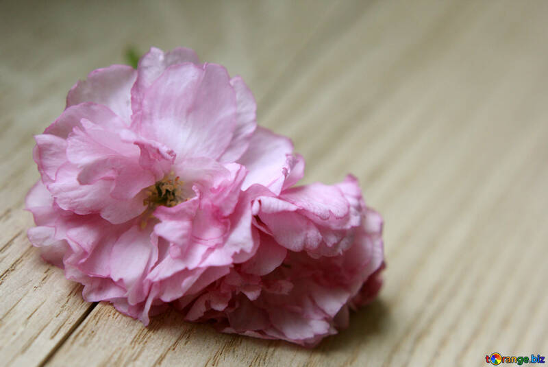 木製の背景に桜の花 №48603