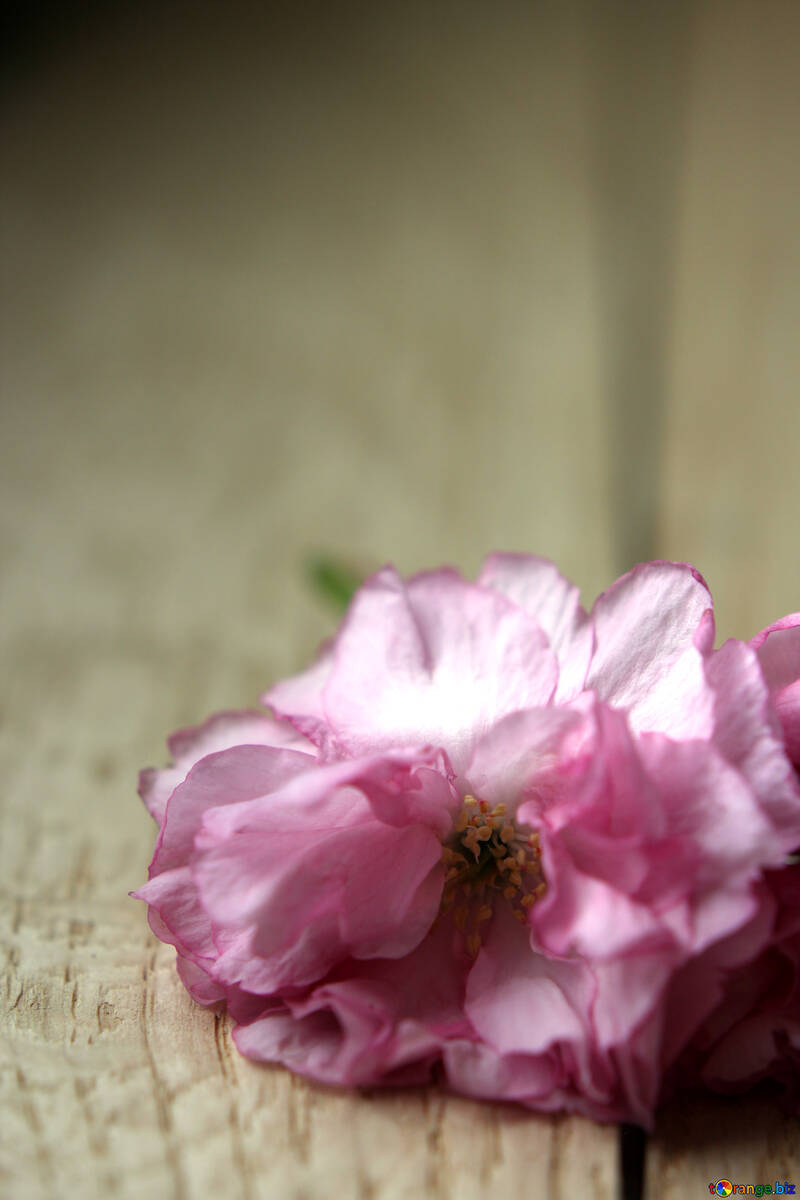 Sakura fiori su uno sfondo di legno №48613