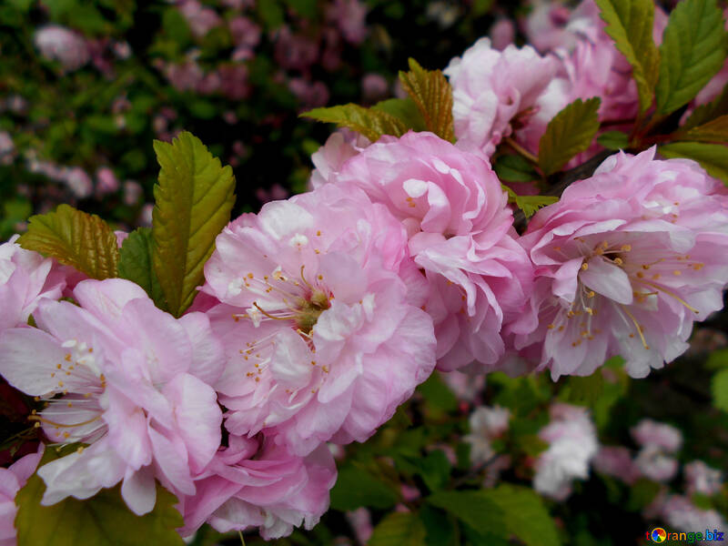Almond Flowering branch №48576