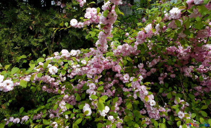 Árvore de amêndoa de florescência №48571