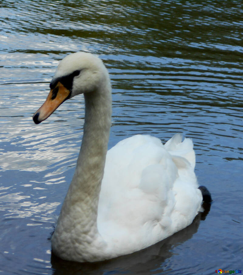 Swan on the water №48469
