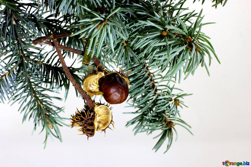 branche d`arbre de sapin isolé sur fond blanc avec des fruits épineux secs des marronniers en cadre coin. <font>Nouvel An et de Noël modèle vierge. <font>Big place copyspace blanc pour le texte ou logo.</font></font> №48122