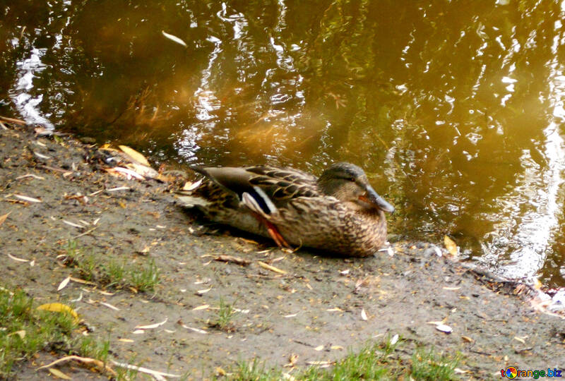 Le canard sauvage sur la rive №48466