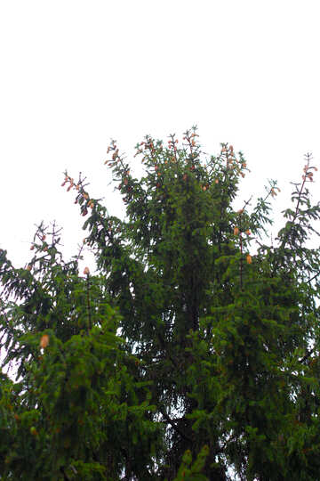 Branche d`arbre isolé №49429