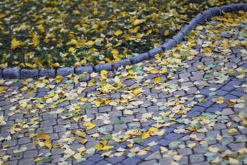 Autumn  leaves on road №49330