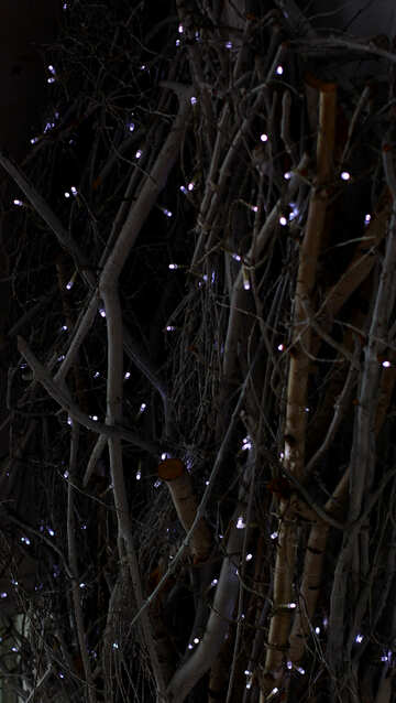 Guirlande de lumières sur un arbre №49270
