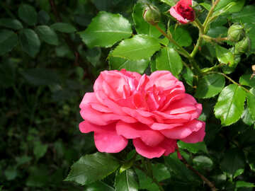 Rosa roja en un arbusto №49722