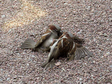 The sparrows are fighting №49707