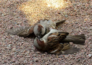 The sparrows are fighting №49709