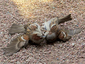 The sparrows are fighting №49711