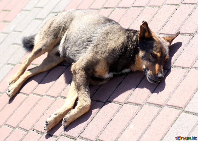 A street dog sleeps on the sidewalk №49104