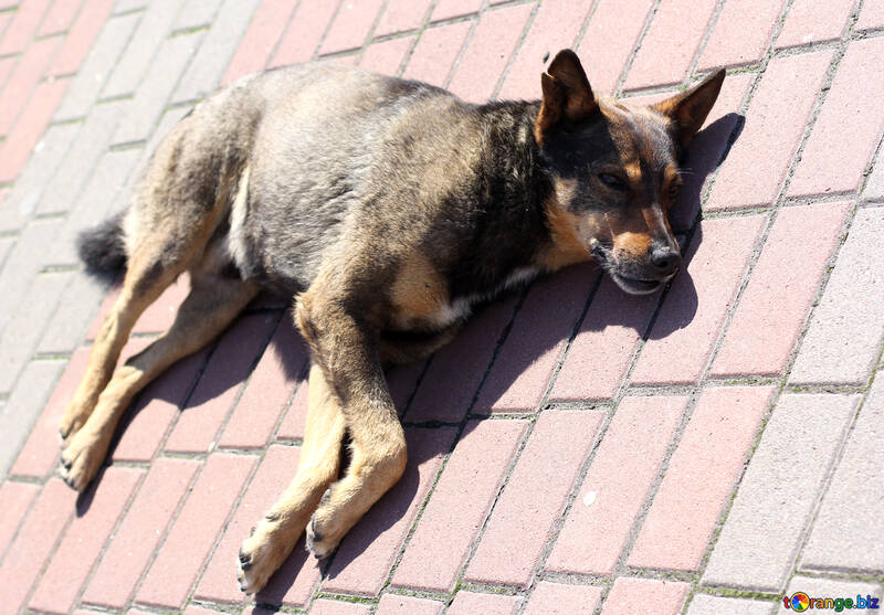 A street dog sleeps on the sidewalk №49105