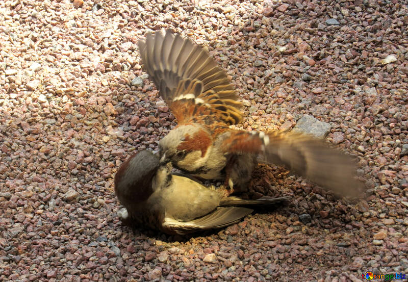 The fight of sparrows №49714