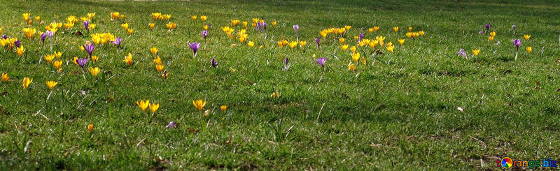 Frühlingsblumen auf dem Rasen №49968