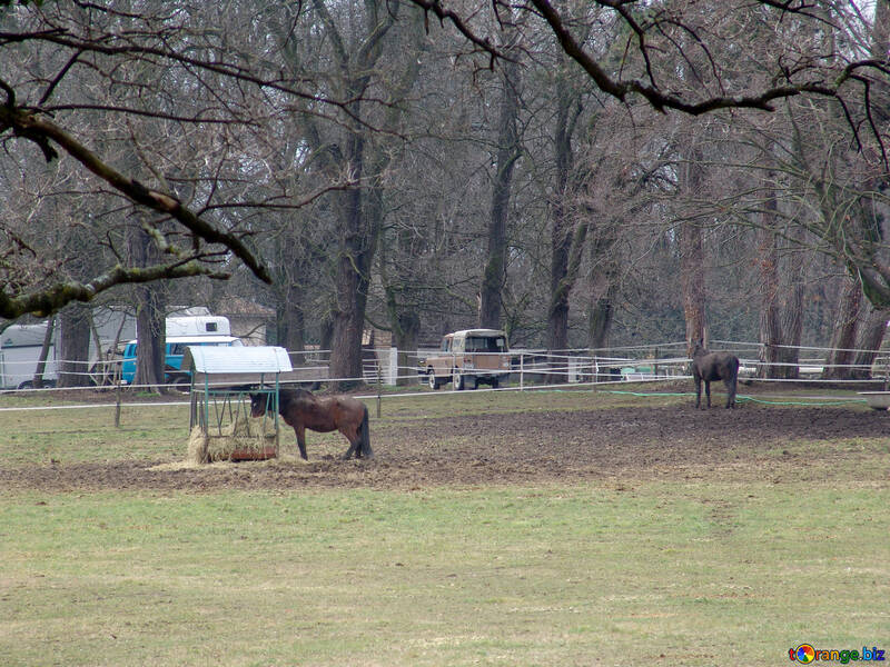 Дикі коні в парку №49992