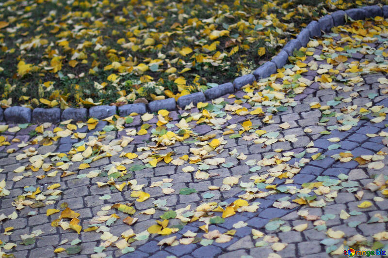 Folhas de outono na estrada №49330