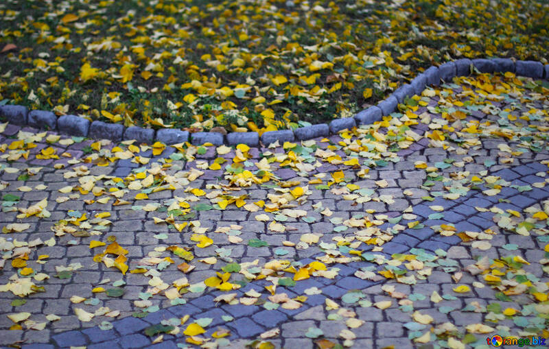 Blätter auf dem Boden №49339